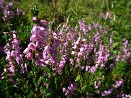 Attēlu rezultāti vaicājumam “Calluna vulgaris flower”