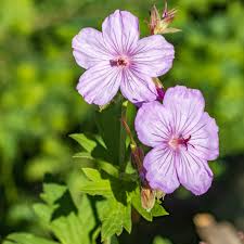 Attēlu rezultāti vaicājumam “Geranium bohemicum flower”