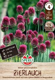 Image result for Zierlauch