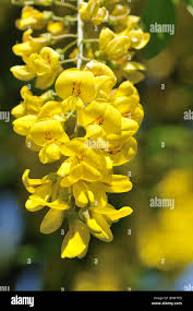 Attēlu rezultāti vaicājumam “Laburnum anagyroides flower”