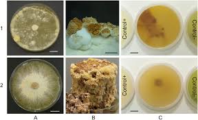 Attēlu rezultāti vaicājumam “Junghuhnia nitida”