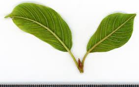 Attēlu rezultāti vaicājumam “Frangula alnus leaf”