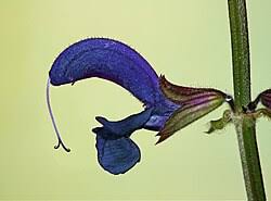 Image result for Salvia pratensis