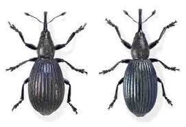 Attēlu rezultāti vaicājumam “Apionidae”