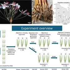 Attēlu rezultāti vaicājumam “Butomaceae”