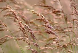 Attēlu rezultāti vaicājumam “Phalaroides arundinacea fruit”