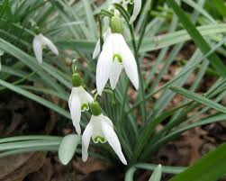 Attēlu rezultāti vaicājumam “Galanthus nivalis leaf”