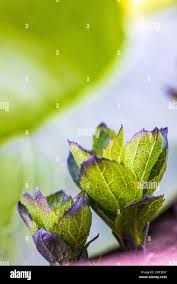 Attēlu rezultāti vaicājumam “Campanula persicifolia leaf”