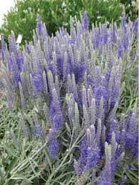 Attēlu rezultāti vaicājumam “Veronica spicata leaf”
