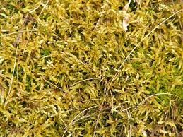 Attēlu rezultāti vaicājumam “Pleurozium schreberi sporophyte”