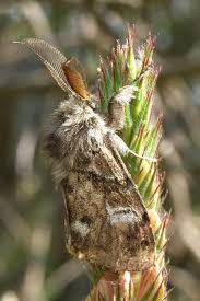 Attēlu rezultāti vaicājumam “Gynaephora selenitica”