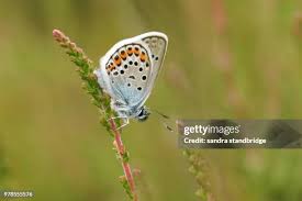 Attēlu rezultāti vaicājumam “Plebejus argus male”