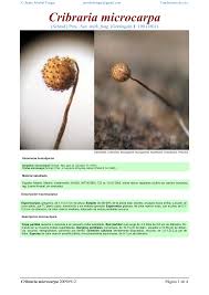 Attēlu rezultāti vaicājumam “Cribraria microcarpa”