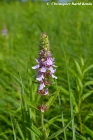 Attēlu rezultāti vaicājumam “Stachys palustris leaf”