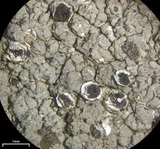 Attēlu rezultāti vaicājumam “Trapelia coarctata”