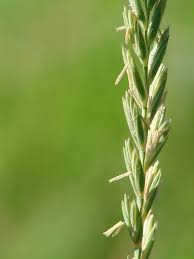 Attēlu rezultāti vaicājumam “Elytrigia repens”