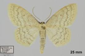 Attēlu rezultāti vaicājumam “Scopula floslactata”