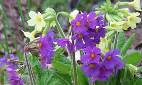 Image result for Primula elatior