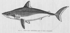 Image result for Lamna nasus