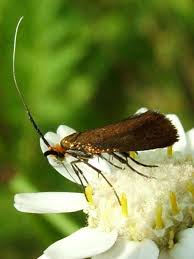 Attēlu rezultāti vaicājumam “Adelidae”