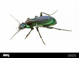 Attēlu rezultāti vaicājumam “Poecilus lepidus”