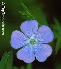 Image result for Linum usitatissimum