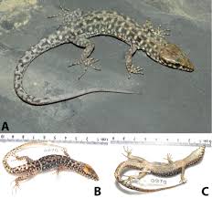 Attēlu rezultāti vaicājumam “Lycogala convexum sessile”
