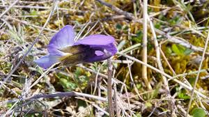 Attēlu rezultāti vaicājumam “Viola tricolor subsp. matutina”