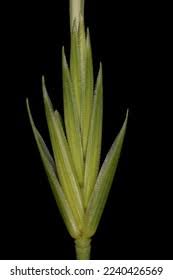 Attēlu rezultāti vaicājumam “Elytrigia repens leaf”