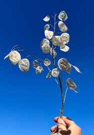 Image result for Lunaria annua