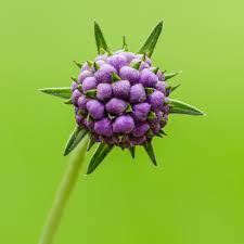 Image result for Succisa pratensis