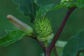 Image result for Datura stramonium