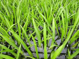 Attēlu rezultāti vaicājumam “Stratiotes aloides leaf”