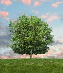 Image result for Leaves Green Bowmen