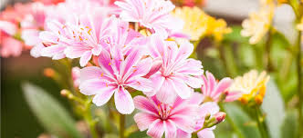 Image result for Bitterwurz