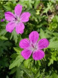 Attēlu rezultāti vaicājumam “Geranium palustre fruit”