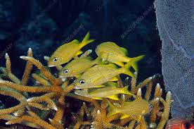 Image result for Haemulon flavolineatum