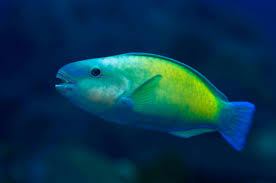 Image result for Chlorurus sordidus