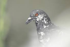 Attēlu rezultāti vaicājumam “Columba livia f. domestica”