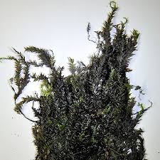 Attēlu rezultāti vaicājumam “Platyhypnidium riparioides”