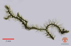 Attēlu rezultāti vaicājumam “Blepharostoma trichophyllum”