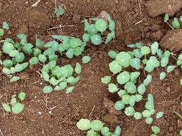 Image result for Tropaeolum majes