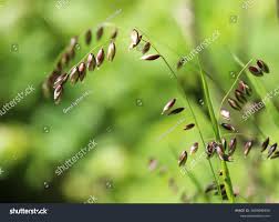 Attēlu rezultāti vaicājumam “Melica nutans”