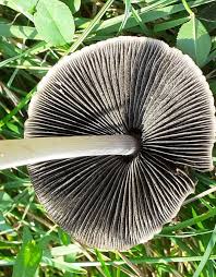 Attēlu rezultāti vaicājumam “Panaeolus papilionaceus”