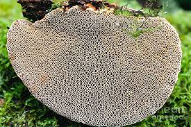 Attēlu rezultāti vaicājumam “Daedaleopsis confragosa”