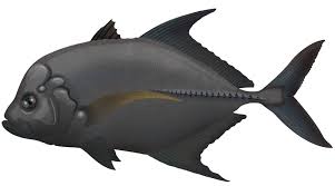 Image result for Caranx lugubris