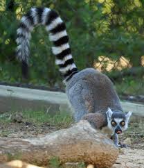 lemur ile ilgili görsel sonucu