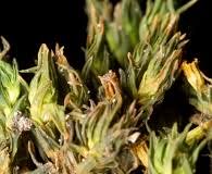 Attēlu rezultāti vaicājumam “Orthotrichum, Nyholmiella”