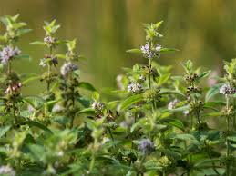Attēlu rezultāti vaicājumam “Mentha arvensis flower”