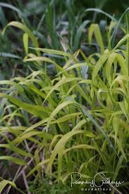 Attēlu rezultāti vaicājumam “Milium effusum flower”